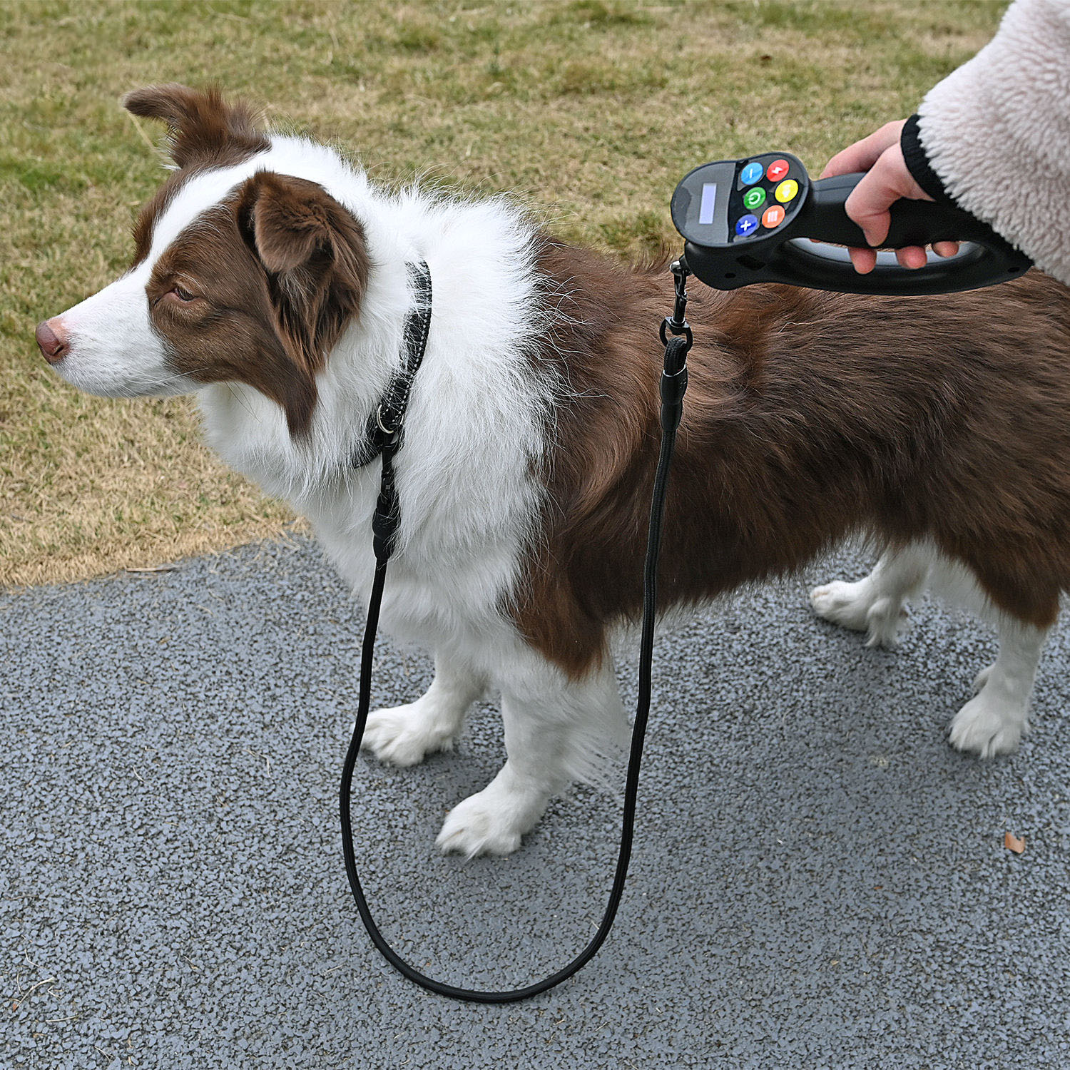  A 2-in-1 dog training collar with a remote control